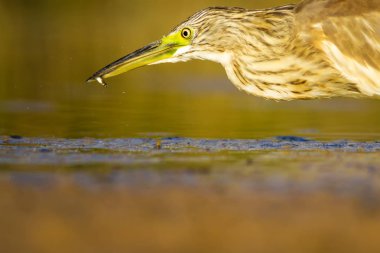 Balıkçıl. Doğa arka planı. Ortak Kuş: Squacco Heron. Ardeola ralloides.
