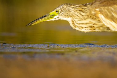 Balıkçıl. Doğa arka planı. Ortak Kuş: Squacco Heron. Ardeola ralloides.