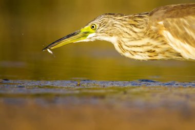 Balıkçıl. Doğa arka planı. Ortak Kuş: Squacco Heron. Ardeola ralloides.