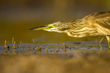 Balıkçıl. Doğa arka planı. Ortak Kuş: Squacco Heron. Ardeola ralloides.