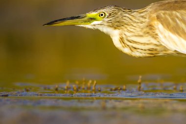 Balıkçıl. Doğa arka planı. Ortak Kuş: Squacco Heron. Ardeola ralloides.