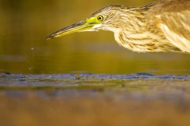 Balıkçıl. Doğa arka planı. Ortak Kuş: Squacco Heron. Ardeola ralloides.