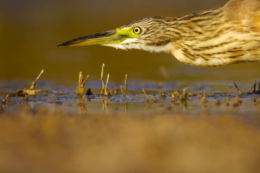 Balıkçıl. Doğa arka planı. Ortak Kuş: Squacco Heron. Ardeola ralloides.