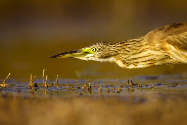 Balıkçıl. Doğa arka planı. Ortak Kuş: Squacco Heron. Ardeola ralloides.
