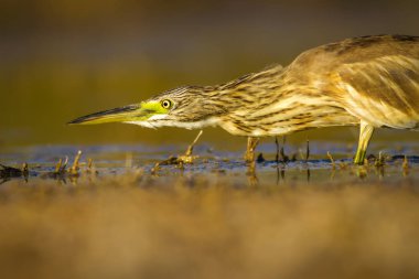 Balıkçıl. Doğa arka planı. Ortak Kuş: Squacco Heron. Ardeola ralloides.