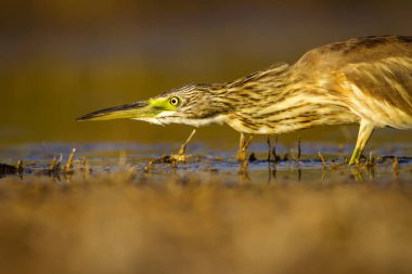 Balıkçıl. Doğa arka planı. Ortak Kuş: Squacco Heron. Ardeola ralloides.