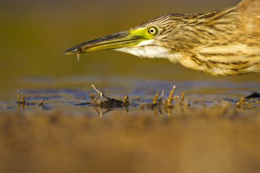 Balıkçıl. Doğa arka planı. Ortak Kuş: Squacco Heron. Ardeola ralloides.