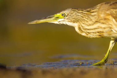 Balıkçıl. Doğa arka planı. Ortak Kuş: Squacco Heron. Ardeola ralloides.