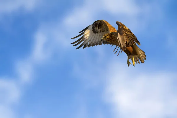 Uccello Rapace Sfondo Naturale Uccello Poiana Dalle Gambe Lunghe Buteo — Foto Stock