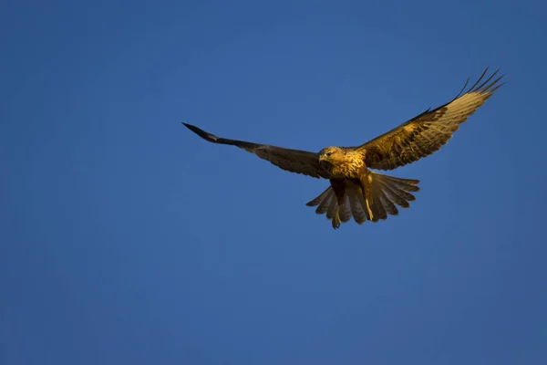 Yırtıcı Kuş Doğal Arka Plan Kuş Uzun Bacaklı Şahin Buteo — Stok fotoğraf