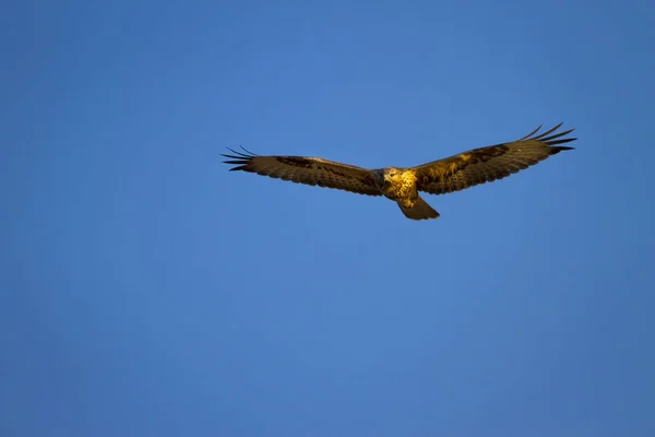 Yırtıcı Kuş Doğal Arka Plan Kuş Uzun Bacaklı Şahin Buteo — Stok fotoğraf