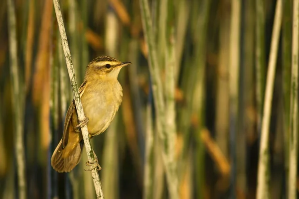 Söt Fågel Sångare Lake Habitat Grön Vass Bakgrund Moustached Sångare — Stockfoto