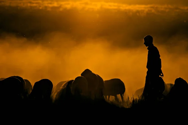 Puesta Sol Pastor Fondo Rojo Negro Naturaleza Naturaleza Del Atardecer — Foto de Stock