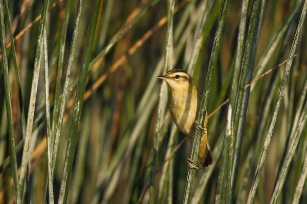 Cute Ptak Świstunka Jezioro Siedlisko Zielone Tło Trzciny Warbler Wąsy — Zdjęcie stockowe