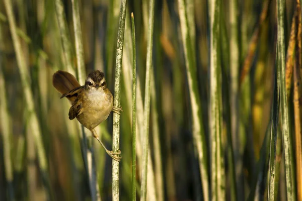 Niedliche Vogelsänger See Lebensraum Grüner Schilfhintergrund Schnurrbart Grasmücke Acrocephalus Melanopogon — Stockfoto