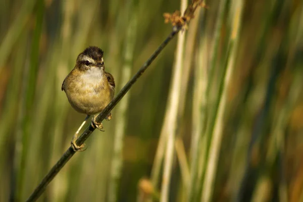 Cute Ptak Świstunka Jezioro Siedlisko Zielone Tło Trzciny Warbler Wąsy — Zdjęcie stockowe