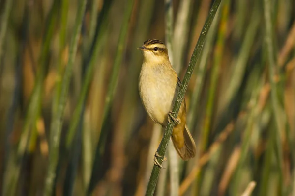 Hezký Ptačí Habitat Zelené Pozadí Rákosí Jen Knír Akrocefalus Melanopogon — Stock fotografie