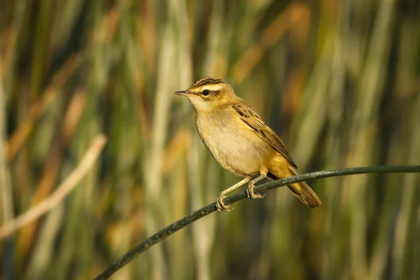 Hezký Ptačí Habitat Zelené Pozadí Rákosí Jen Knír Akrocefalus Melanopogon — Stock fotografie