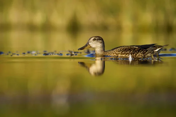 Плавальний Качачий Mallard Кольорове Природне Середовище Птах Маллард Anas Platyrhynchos — стокове фото