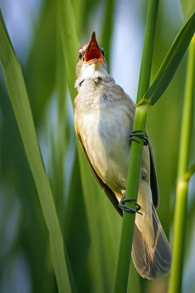 Pássaro Cantante Pôr Sol Natureza Fundo Great Reed Warbler Inglês — Fotografia de Stock
