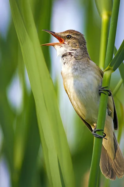 Singing bird. Sunset nature background. Bird: Great Reed Warbler. Acrocephalus arundinaceus.