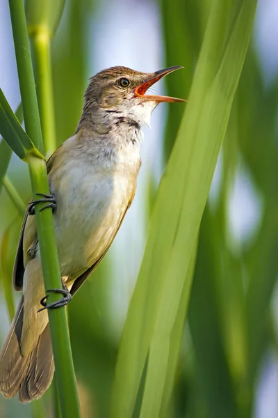 Şarkı söyleyen kuş. Gün batımı doğa arka plan. Kuş: Büyük Sazlık Ötleğeni. Acrocephalus arundinaceus.