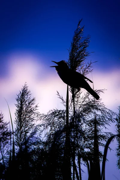 Singing bird. Sunset nature background. Bird: Great Reed Warbler. Acrocephalus arundinaceus.