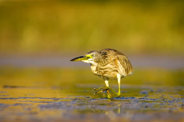 Reiher Natur Hintergrund Gemeiner Vogel Reiher Ardeola Ralloides — Stockfoto