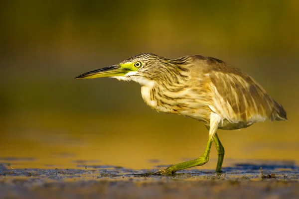 Reiher Natur Hintergrund Gemeiner Vogel Reiher Ardeola Ralloides — Stockfoto