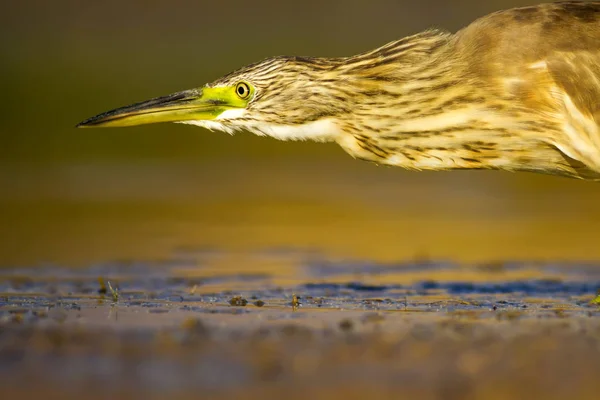 Reiher Natur Hintergrund Gemeiner Vogel Reiher Ardeola Ralloides — Stockfoto