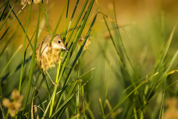 Liten Söt Fågel Natur Bakgrund — Stockfoto