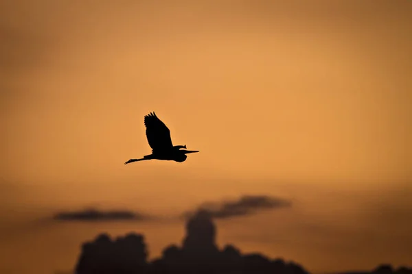 ヘロン 自然の背景 一般的な鳥 スクワッコヘロン アルデオラ ラロイド — ストック写真