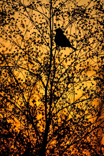 Joli Petit Oiseau Coucher Soleil Nature Fond Oiseau Moineau — Photo