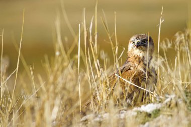Yırtıcı şahin kuşu ve en az gelincik avla. Sarı kuru çim arka planda. Kuş: Uzun bacaklı Şahin. Buteo rufinus. Hunt: En az Gelincik. Mustela nivalis.