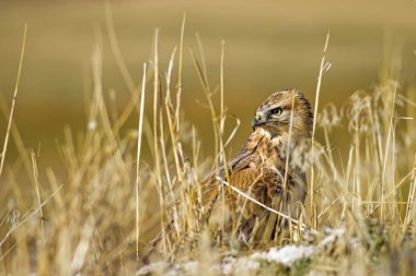 Yırtıcı şahin kuşu ve en az gelincik avla. Sarı kuru çim arka planda. Kuş: Uzun bacaklı Şahin. Buteo rufinus. Hunt: En az Gelincik. Mustela nivalis.