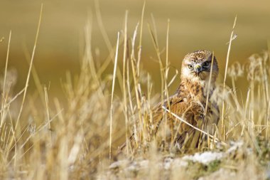 Yırtıcı şahin kuşu ve en az gelincik avla. Sarı kuru çim arka planda. Kuş: Uzun bacaklı Şahin. Buteo rufinus. Hunt: En az Gelincik. Mustela nivalis.