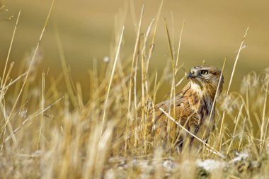 Yırtıcı şahin kuşu ve en az gelincik avla. Sarı kuru çim arka planda. Kuş: Uzun bacaklı Şahin. Buteo rufinus. Hunt: En az Gelincik. Mustela nivalis.