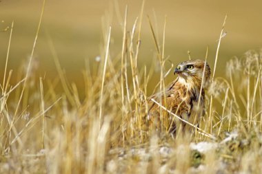 Yırtıcı şahin kuşu ve en az gelincik avla. Sarı kuru çim arka planda. Kuş: Uzun bacaklı Şahin. Buteo rufinus. Hunt: En az Gelincik. Mustela nivalis.