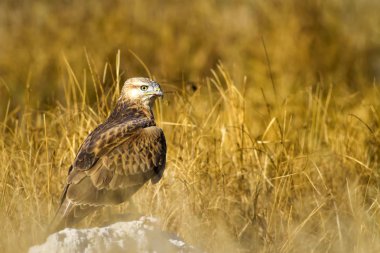 Yırtıcı şahin kuşu ve en az gelincik avla. Sarı kuru çim arka planda. Kuş: Uzun bacaklı Şahin. Buteo rufinus. Hunt: En az Gelincik. Mustela nivalis.