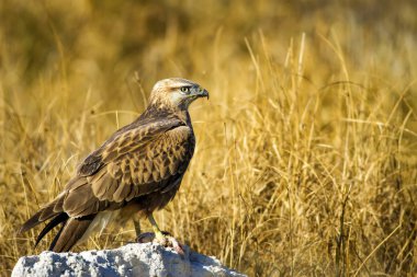 Yırtıcı şahin kuşu ve en az gelincik avla. Sarı kuru çim arka planda. Kuş: Uzun bacaklı Şahin. Buteo rufinus. Hunt: En az Gelincik. Mustela nivalis.