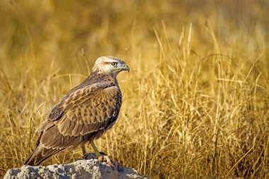 Yırtıcı şahin kuşu ve en az gelincik avla. Sarı kuru çim arka planda. Kuş: Uzun bacaklı Şahin. Buteo rufinus. Hunt: En az Gelincik. Mustela nivalis.