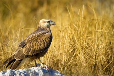 Yırtıcı şahin kuşu ve en az gelincik avla. Sarı kuru çim arka planda. Kuş: Uzun bacaklı Şahin. Buteo rufinus. Hunt: En az Gelincik. Mustela nivalis.