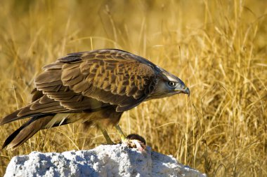 Yırtıcı şahin kuşu ve en az gelincik avla. Sarı kuru çim arka planda. Kuş: Uzun bacaklı Şahin. Buteo rufinus. Hunt: En az Gelincik. Mustela nivalis.