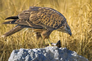 Yırtıcı şahin kuşu ve en az gelincik avla. Sarı kuru çim arka planda. Kuş: Uzun bacaklı Şahin. Buteo rufinus. Hunt: En az Gelincik. Mustela nivalis.