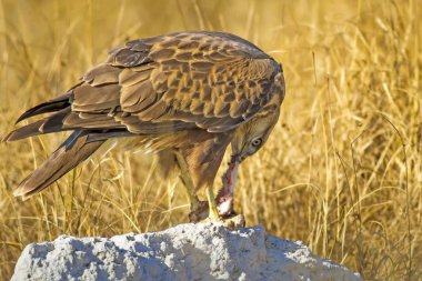 Yırtıcı şahin kuşu ve en az gelincik avla. Sarı kuru çim arka planda. Kuş: Uzun bacaklı Şahin. Buteo rufinus. Hunt: En az Gelincik. Mustela nivalis.