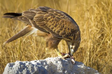 Yırtıcı şahin kuşu ve en az gelincik avla. Sarı kuru çim arka planda. Kuş: Uzun bacaklı Şahin. Buteo rufinus. Hunt: En az Gelincik. Mustela nivalis.