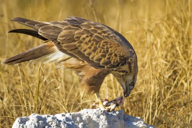 Yırtıcı şahin kuşu ve en az gelincik avla. Sarı kuru çim arka planda. Kuş: Uzun bacaklı Şahin. Buteo rufinus. Hunt: En az Gelincik. Mustela nivalis.