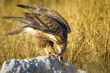 Yırtıcı şahin kuşu ve en az gelincik avla. Sarı kuru çim arka planda. Kuş: Uzun bacaklı Şahin. Buteo rufinus. Hunt: En az Gelincik. Mustela nivalis.