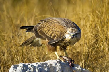 Yırtıcı şahin kuşu ve en az gelincik avla. Sarı kuru çim arka planda. Kuş: Uzun bacaklı Şahin. Buteo rufinus. Hunt: En az Gelincik. Mustela nivalis.