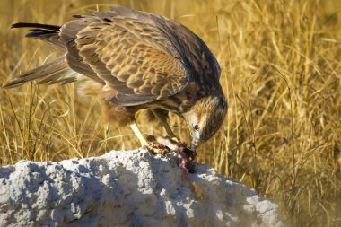 Yırtıcı şahin kuşu ve en az gelincik avla. Sarı kuru çim arka planda. Kuş: Uzun bacaklı Şahin. Buteo rufinus. Hunt: En az Gelincik. Mustela nivalis.